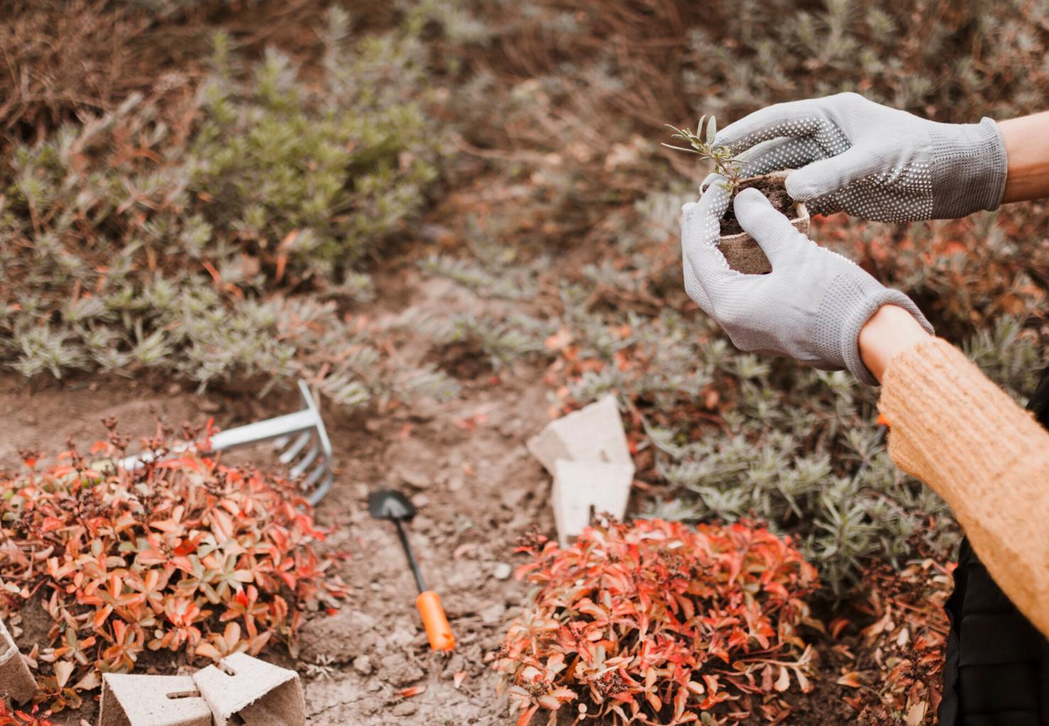 10 formas naturais de proteger a horta de pragas (sem recorrer a químicos agressivos)