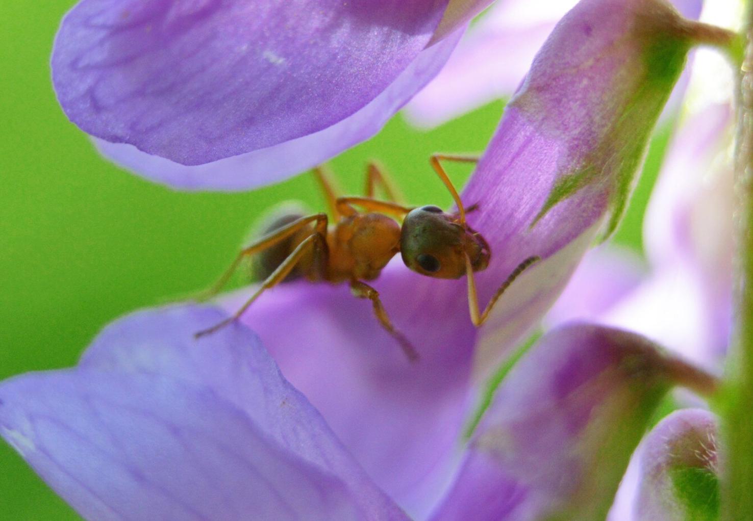 Como afastar formigas dos vasos de plantas sem dramas