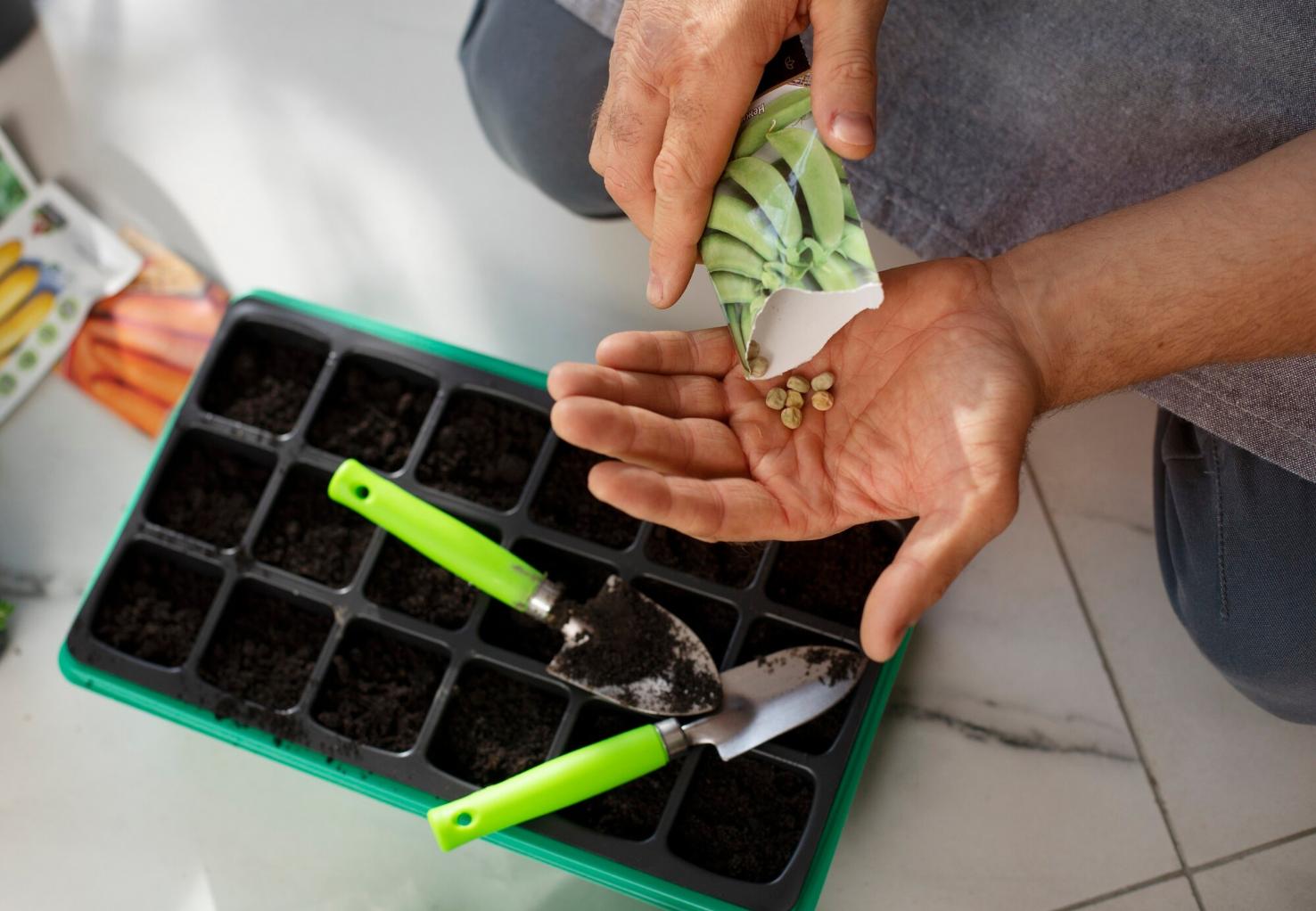O truque simples que acelera a germinação das sementes no jardim
